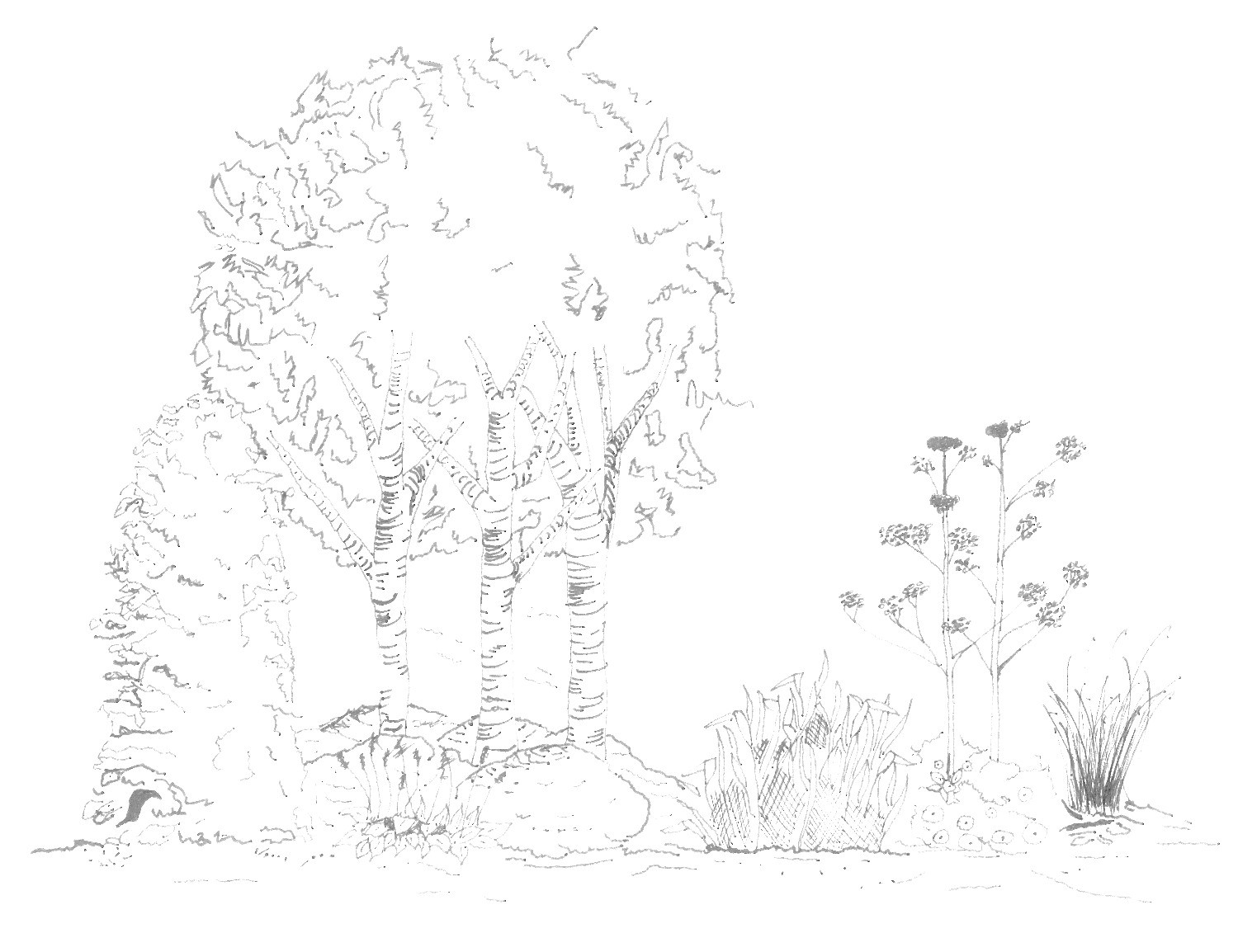 Alexander James's pencil planting study: multi-stem birch with ornamental grasses and umbellifer flower heads