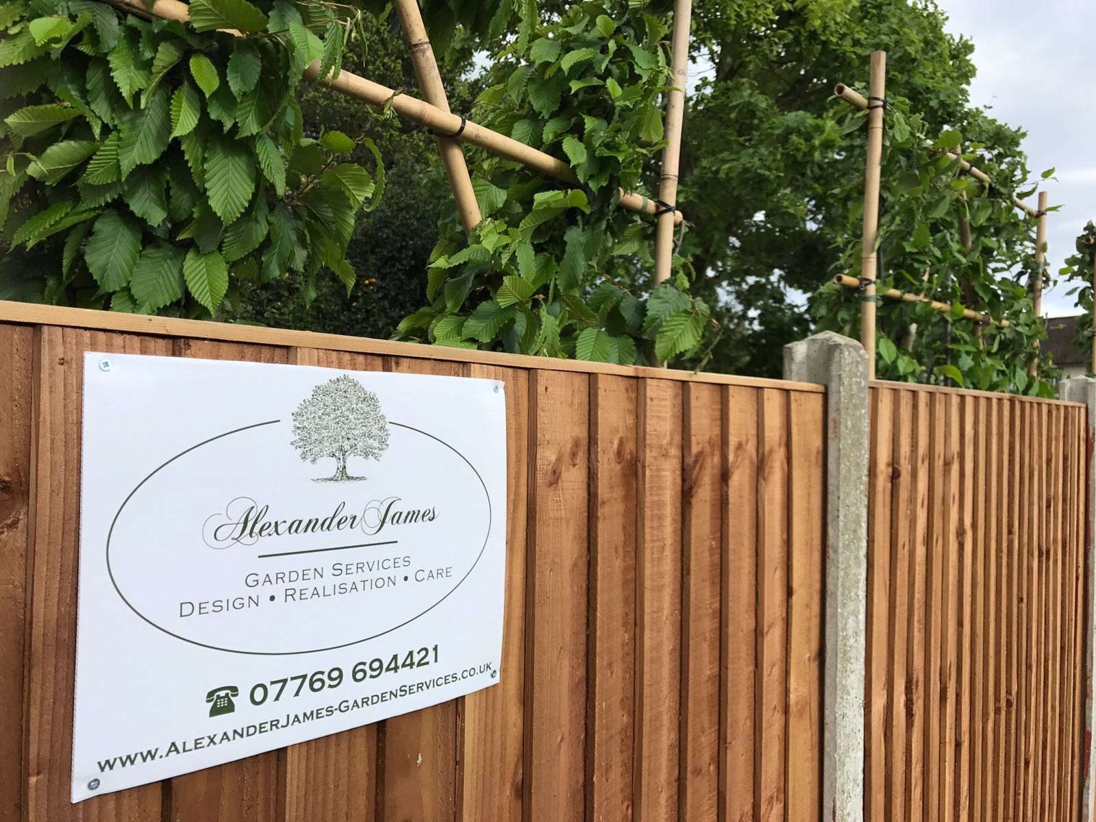 Newly planted pleached hornbeam trained on bamboo frames along a fence